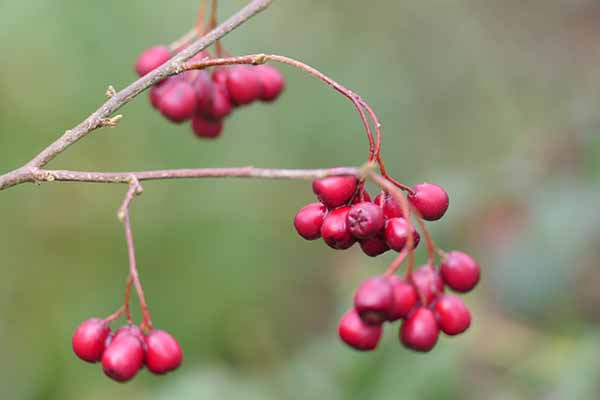 welfordpark-snowdrops
