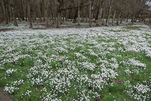 welfordpark-snowdrops